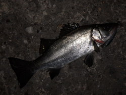 神の島で釣りをしてみれば
