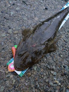 ヒトデが喰いたかったわけでもあるまいに