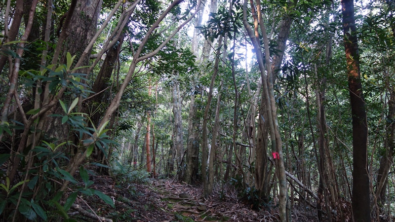 屋久島2018②