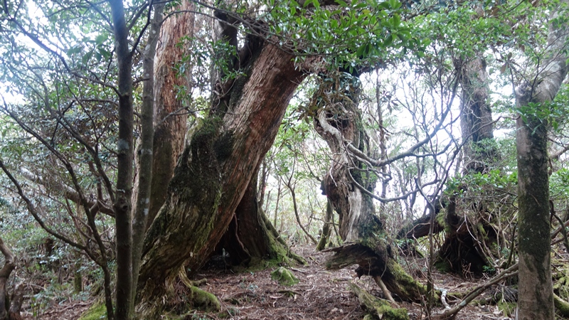 屋久島2019③