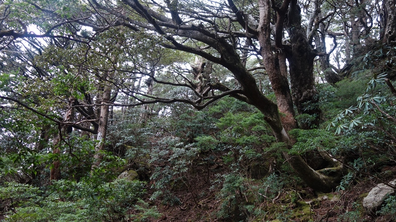 屋久島2019③