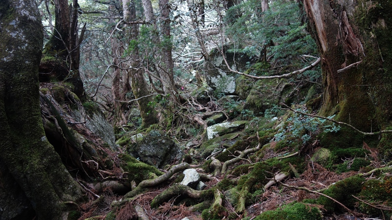 屋久島2019③