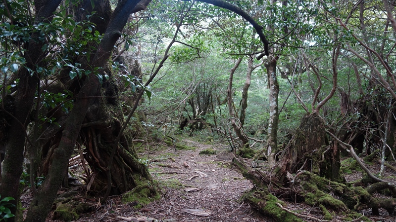 屋久島2019③