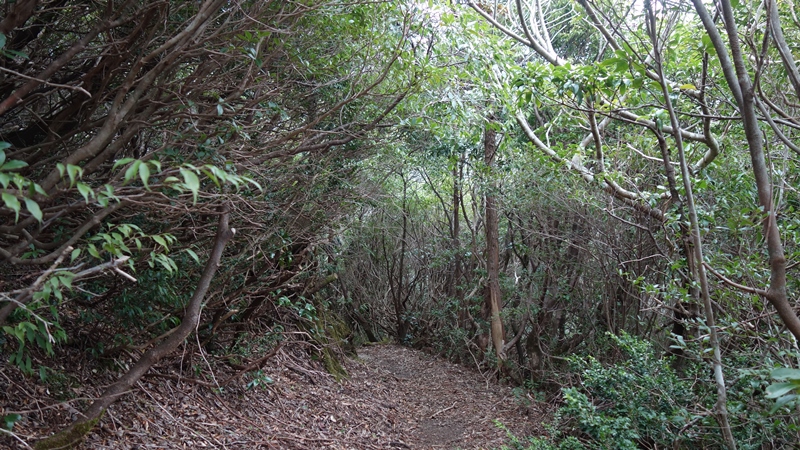 屋久島2019③