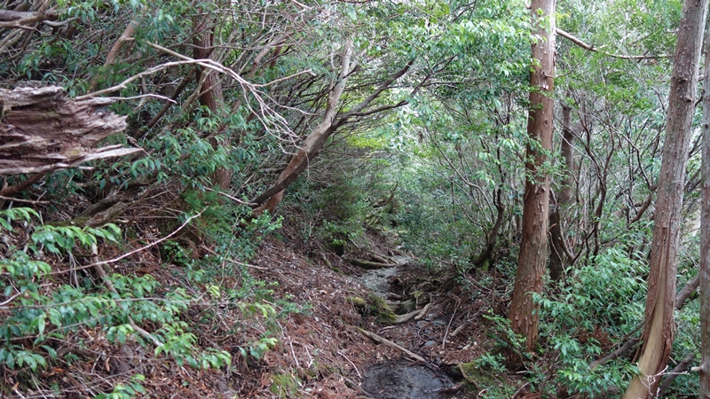 屋久島2019③