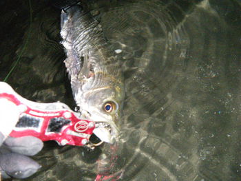 浜名湖出釣－シーズン終了か？編