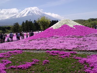富士山本栖湖の芝桜公園