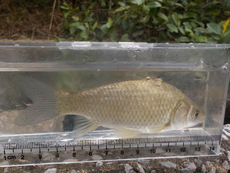 R2 10/25 タナゴ釣り風？　変則五目