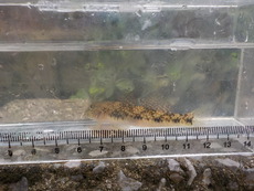 R2 10/18 タナゴ釣り風？