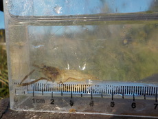 R2 10/25 タナゴ釣り風？　変則五目
