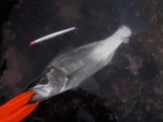 朝の体操　初釣り？