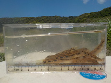 R3 04/25 タナゴ釣り風？