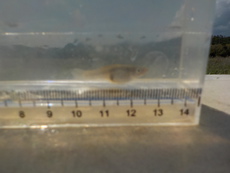 R3 04/25 タナゴ釣り風？