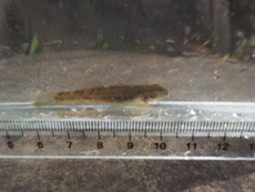 R2 05/23 タナゴ釣り風？