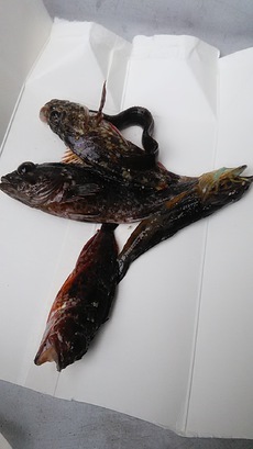 チビと穴釣り