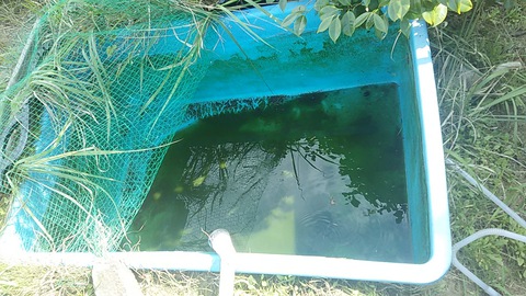 水槽の掃除