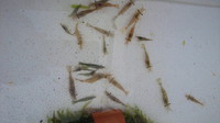 続シラサエビ飼育