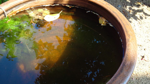 水換え