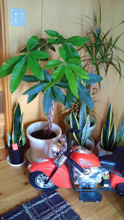 観葉植物とか水槽の水換え
