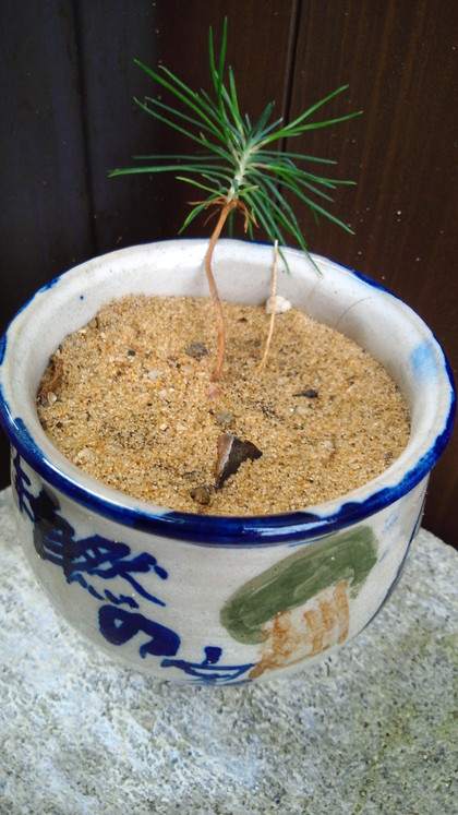 観葉植物とか水槽の水換え