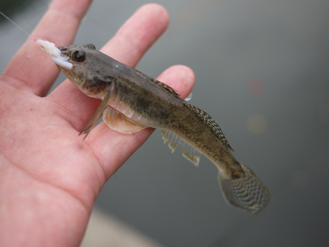 10月前半の釣り