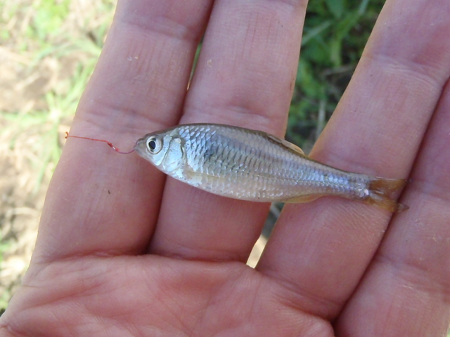 10月前半の釣り