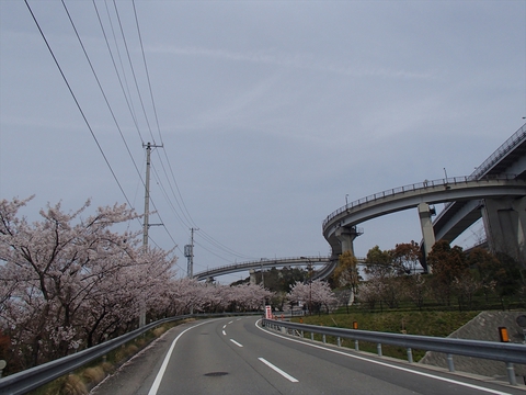 桜と海と、潮風と