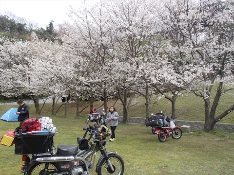 桜と海と、潮風と