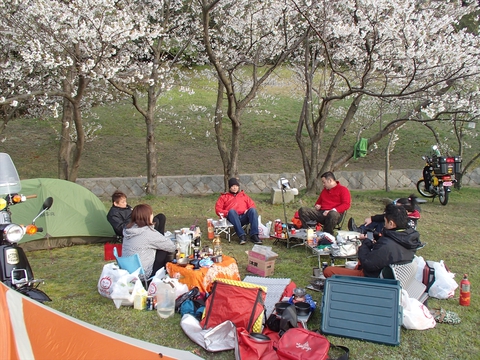 桜と海と、潮風と