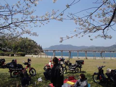 桜と海と、潮風と