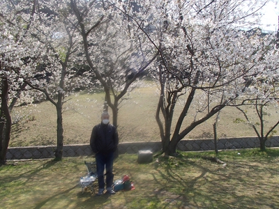 桜と海と、潮風と