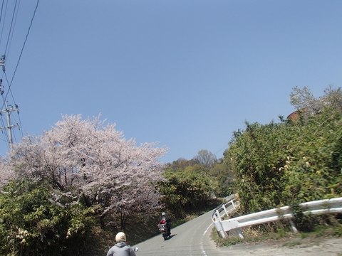 桜と海と、潮風と