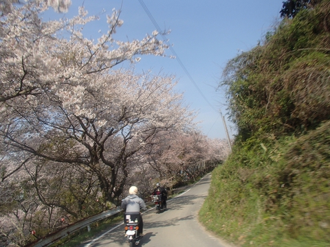 桜と海と、潮風と