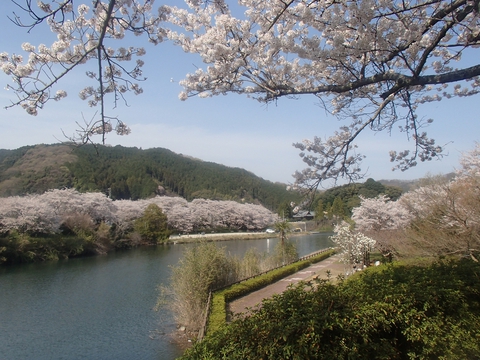 桜と海と、潮風と
