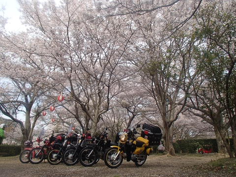 桜と海と、潮風と