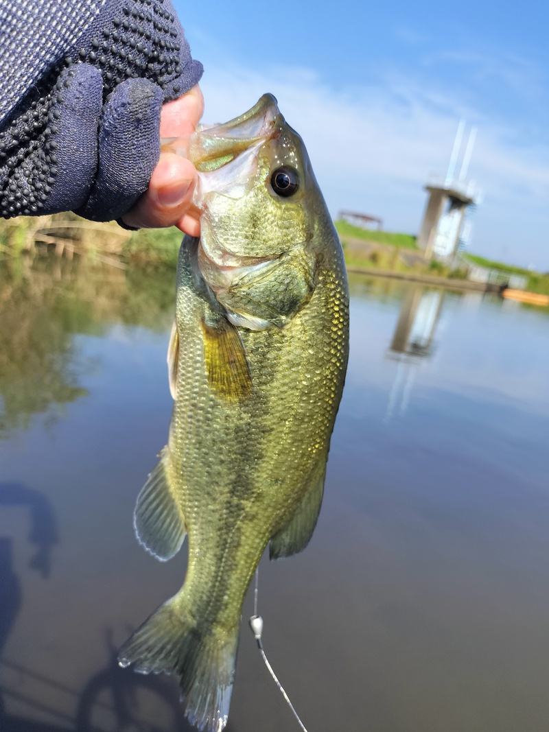 ハプニングなんぼのもんじゃい！の霞ヶ浦のバス