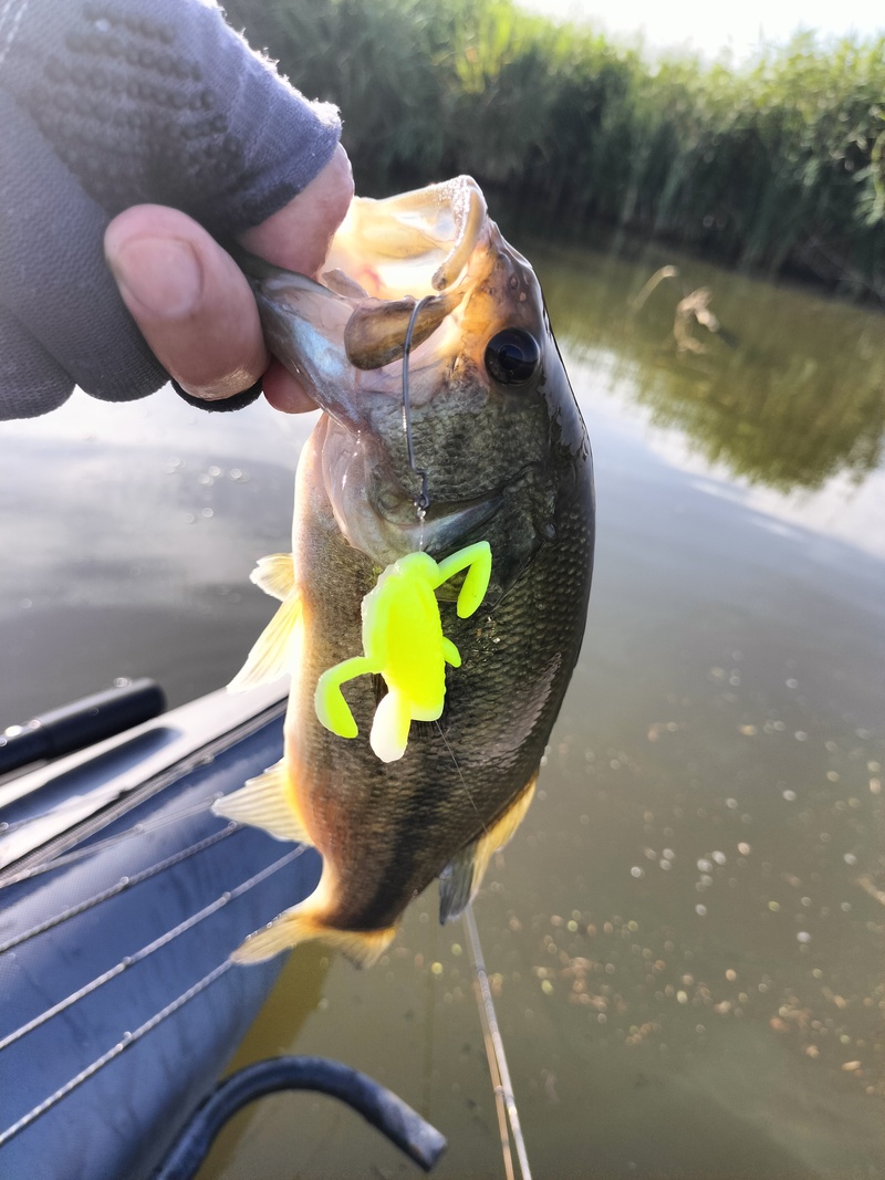 ハプニングなんぼのもんじゃい！の霞ヶ浦のバス