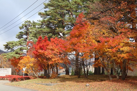 結局乾燥は・・・そして紅葉を！