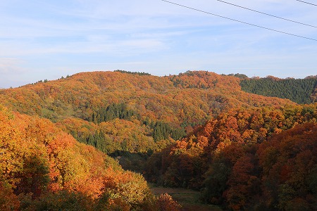 結局乾燥は・・・そして紅葉を！