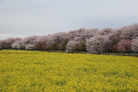 権現堂桜堤の桜と大掃除で見つかったキャンプ用品