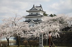 新潟も桜が咲きました。
