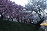夜桜