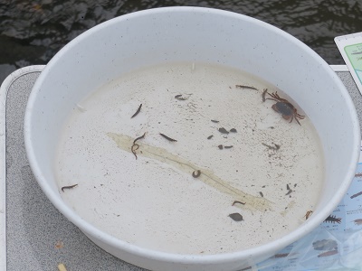 水生生物調査