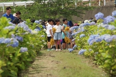 川崎あじさい公園まつり