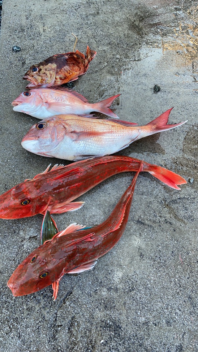 鳥羽ボート釣り