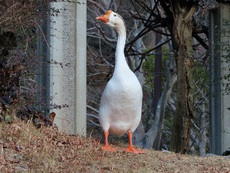 屋代ダム湖のアヒル