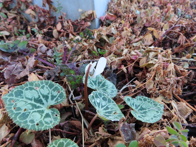 長浜のシクラメンが開花してたぞ。