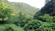 猛暑の神流川釣行