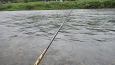 雨の魚野川釣行