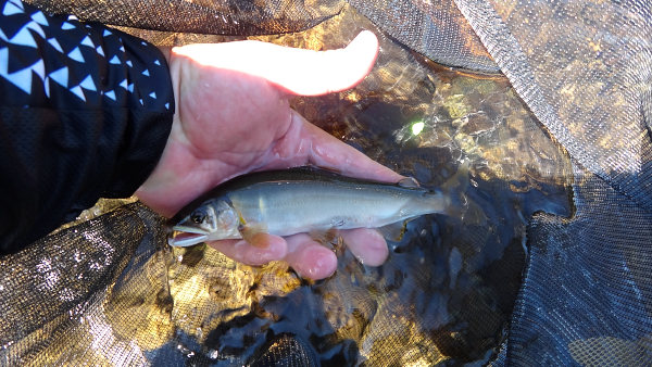 魚野川釣行　３回目